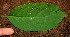  ( - BioBot00539)  @11 [ ] CreativeCommons - Attribution Non-Commercial Share-Alike (2010) Daniel H. Janzen Guanacaste Dry Forest Conservation Fund