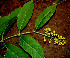  ( - BioBot00539)  @11 [ ] CreativeCommons - Attribution Non-Commercial Share-Alike (2010) Daniel H. Janzen Guanacaste Dry Forest Conservation Fund