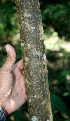  ( - BioBot00544)  @11 [ ] CreativeCommons - Attribution Non-Commercial Share-Alike (2010) Daniel H. Janzen Guanacaste Dry Forest Conservation Fund