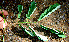  ( - BioBot00544)  @11 [ ] CreativeCommons - Attribution Non-Commercial Share-Alike (2010) Daniel H. Janzen Guanacaste Dry Forest Conservation Fund