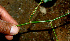  ( - BioBot00544)  @11 [ ] CreativeCommons - Attribution Non-Commercial Share-Alike (2010) Daniel H. Janzen Guanacaste Dry Forest Conservation Fund