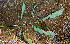  ( - BioBot00544)  @11 [ ] CreativeCommons - Attribution Non-Commercial Share-Alike (2010) Daniel H. Janzen Guanacaste Dry Forest Conservation Fund