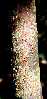  ( - BioBot00545)  @11 [ ] CreativeCommons - Attribution Non-Commercial Share-Alike (2010) Daniel H. Janzen Guanacaste Dry Forest Conservation Fund