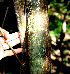  ( - BioBot00545)  @11 [ ] CreativeCommons - Attribution Non-Commercial Share-Alike (2010) Daniel H. Janzen Guanacaste Dry Forest Conservation Fund