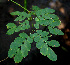  ( - BioBot00545)  @11 [ ] CreativeCommons - Attribution Non-Commercial Share-Alike (2010) Daniel H. Janzen Guanacaste Dry Forest Conservation Fund