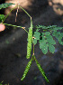  ( - BioBot00545)  @11 [ ] CreativeCommons - Attribution Non-Commercial Share-Alike (2010) Daniel H. Janzen Guanacaste Dry Forest Conservation Fund