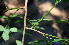  ( - BioBot00545)  @11 [ ] CreativeCommons - Attribution Non-Commercial Share-Alike (2010) Daniel H. Janzen Guanacaste Dry Forest Conservation Fund