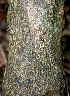  ( - BioBot00546)  @11 [ ] CreativeCommons - Attribution Non-Commercial Share-Alike (2010) Daniel H. Janzen Guanacaste Dry Forest Conservation Fund