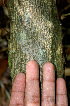  ( - BioBot00546)  @11 [ ] CreativeCommons - Attribution Non-Commercial Share-Alike (2010) Daniel H. Janzen Guanacaste Dry Forest Conservation Fund