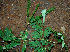  ( - BioBot00546)  @11 [ ] CreativeCommons - Attribution Non-Commercial Share-Alike (2010) Daniel H. Janzen Guanacaste Dry Forest Conservation Fund