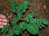  ( - BioBot00546)  @11 [ ] CreativeCommons - Attribution Non-Commercial Share-Alike (2010) Daniel H. Janzen Guanacaste Dry Forest Conservation Fund