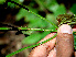  ( - BioBot00550)  @11 [ ] CreativeCommons - Attribution Non-Commercial Share-Alike (2010) Daniel H. Janzen Guanacaste Dry Forest Conservation Fund