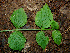  ( - BioBot00550)  @11 [ ] CreativeCommons - Attribution Non-Commercial Share-Alike (2010) Daniel H. Janzen Guanacaste Dry Forest Conservation Fund