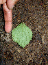  ( - BioBot00550)  @11 [ ] CreativeCommons - Attribution Non-Commercial Share-Alike (2010) Daniel H. Janzen Guanacaste Dry Forest Conservation Fund