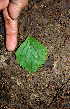  ( - BioBot00550)  @11 [ ] CreativeCommons - Attribution Non-Commercial Share-Alike (2010) Daniel H. Janzen Guanacaste Dry Forest Conservation Fund