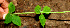  ( - BioBot00551)  @11 [ ] CreativeCommons - Attribution Non-Commercial Share-Alike (2010) Daniel H. Janzen Guanacaste Dry Forest Conservation Fund