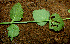  ( - BioBot00552)  @11 [ ] CreativeCommons - Attribution Non-Commercial Share-Alike (2010) Daniel H. Janzen Guanacaste Dry Forest Conservation Fund