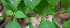  ( - BioBot00559)  @11 [ ] CreativeCommons - Attribution Non-Commercial Share-Alike (2010) Daniel H. Janzen Guanacaste Dry Forest Conservation Fund