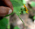  ( - BioBot00559)  @11 [ ] CreativeCommons - Attribution Non-Commercial Share-Alike (2010) Daniel H. Janzen Guanacaste Dry Forest Conservation Fund
