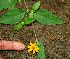  ( - BioBot00559)  @11 [ ] CreativeCommons - Attribution Non-Commercial Share-Alike (2010) Daniel H. Janzen Guanacaste Dry Forest Conservation Fund
