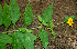  ( - BioBot00559)  @11 [ ] CreativeCommons - Attribution Non-Commercial Share-Alike (2010) Daniel H. Janzen Guanacaste Dry Forest Conservation Fund