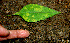  ( - BioBot00559)  @11 [ ] CreativeCommons - Attribution Non-Commercial Share-Alike (2010) Daniel H. Janzen Guanacaste Dry Forest Conservation Fund