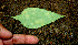  ( - BioBot00559)  @11 [ ] CreativeCommons - Attribution Non-Commercial Share-Alike (2010) Daniel H. Janzen Guanacaste Dry Forest Conservation Fund