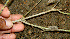  ( - BioBot00559)  @11 [ ] CreativeCommons - Attribution Non-Commercial Share-Alike (2010) Daniel H. Janzen Guanacaste Dry Forest Conservation Fund
