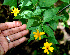  ( - BioBot00560)  @11 [ ] CreativeCommons - Attribution Non-Commercial Share-Alike (2010) Daniel H. Janzen Guanacaste Dry Forest Conservation Fund