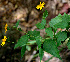  ( - BioBot00560)  @11 [ ] CreativeCommons - Attribution Non-Commercial Share-Alike (2010) Daniel H. Janzen Guanacaste Dry Forest Conservation Fund