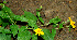  ( - BioBot00560)  @11 [ ] CreativeCommons - Attribution Non-Commercial Share-Alike (2010) Daniel H. Janzen Guanacaste Dry Forest Conservation Fund