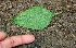  ( - BioBot00560)  @11 [ ] CreativeCommons - Attribution Non-Commercial Share-Alike (2010) Daniel H. Janzen Guanacaste Dry Forest Conservation Fund