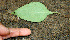  ( - BioBot00560)  @11 [ ] CreativeCommons - Attribution Non-Commercial Share-Alike (2010) Daniel H. Janzen Guanacaste Dry Forest Conservation Fund
