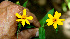  ( - BioBot00560)  @11 [ ] CreativeCommons - Attribution Non-Commercial Share-Alike (2010) Daniel H. Janzen Guanacaste Dry Forest Conservation Fund