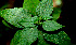  ( - BioBot00561)  @12 [ ] CreativeCommons - Attribution Non-Commercial Share-Alike (2010) Daniel H. Janzen Guanacaste Dry Forest Conservation Fund