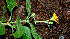  ( - BioBot00561)  @12 [ ] CreativeCommons - Attribution Non-Commercial Share-Alike (2010) Daniel H. Janzen Guanacaste Dry Forest Conservation Fund