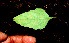  ( - BioBot00561)  @13 [ ] CreativeCommons - Attribution Non-Commercial Share-Alike (2010) Daniel H. Janzen Guanacaste Dry Forest Conservation Fund