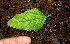  ( - BioBot00561)  @13 [ ] CreativeCommons - Attribution Non-Commercial Share-Alike (2010) Daniel H. Janzen Guanacaste Dry Forest Conservation Fund