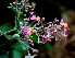 ( - BioBot00562)  @11 [ ] CreativeCommons - Attribution Non-Commercial Share-Alike (2010) Daniel H. Janzen Guanacaste Dry Forest Conservation Fund