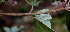  ( - BioBot00562)  @11 [ ] CreativeCommons - Attribution Non-Commercial Share-Alike (2010) Daniel H. Janzen Guanacaste Dry Forest Conservation Fund