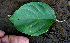  ( - BioBot00562)  @11 [ ] CreativeCommons - Attribution Non-Commercial Share-Alike (2010) Daniel H. Janzen Guanacaste Dry Forest Conservation Fund