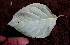  ( - BioBot00562)  @11 [ ] CreativeCommons - Attribution Non-Commercial Share-Alike (2010) Daniel H. Janzen Guanacaste Dry Forest Conservation Fund