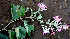  ( - BioBot00562)  @11 [ ] CreativeCommons - Attribution Non-Commercial Share-Alike (2010) Daniel H. Janzen Guanacaste Dry Forest Conservation Fund
