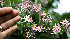  ( - BioBot00563)  @11 [ ] CreativeCommons - Attribution Non-Commercial Share-Alike (2010) Daniel H. Janzen Guanacaste Dry Forest Conservation Fund