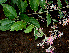  ( - BioBot00563)  @11 [ ] CreativeCommons - Attribution Non-Commercial Share-Alike (2010) Daniel H. Janzen Guanacaste Dry Forest Conservation Fund
