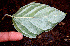  ( - BioBot00563)  @11 [ ] CreativeCommons - Attribution Non-Commercial Share-Alike (2010) Daniel H. Janzen Guanacaste Dry Forest Conservation Fund