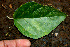  ( - BioBot00563)  @11 [ ] CreativeCommons - Attribution Non-Commercial Share-Alike (2010) Daniel H. Janzen Guanacaste Dry Forest Conservation Fund