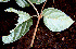  ( - BioBot00563)  @11 [ ] CreativeCommons - Attribution Non-Commercial Share-Alike (2010) Daniel H. Janzen Guanacaste Dry Forest Conservation Fund