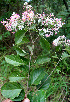  ( - BioBot00564)  @11 [ ] CreativeCommons - Attribution Non-Commercial Share-Alike (2010) Daniel H. Janzen Guanacaste Dry Forest Conservation Fund