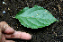  ( - BioBot00564)  @11 [ ] CreativeCommons - Attribution Non-Commercial Share-Alike (2010) Daniel H. Janzen Guanacaste Dry Forest Conservation Fund